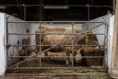 POSESTVO BOGATA foto David Štulc Zornik